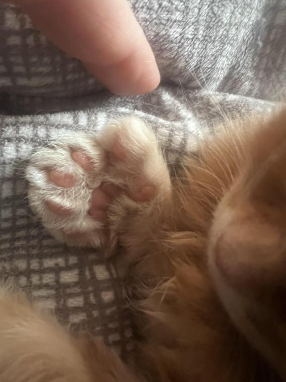 Polydactyl Maine Coon photo 15