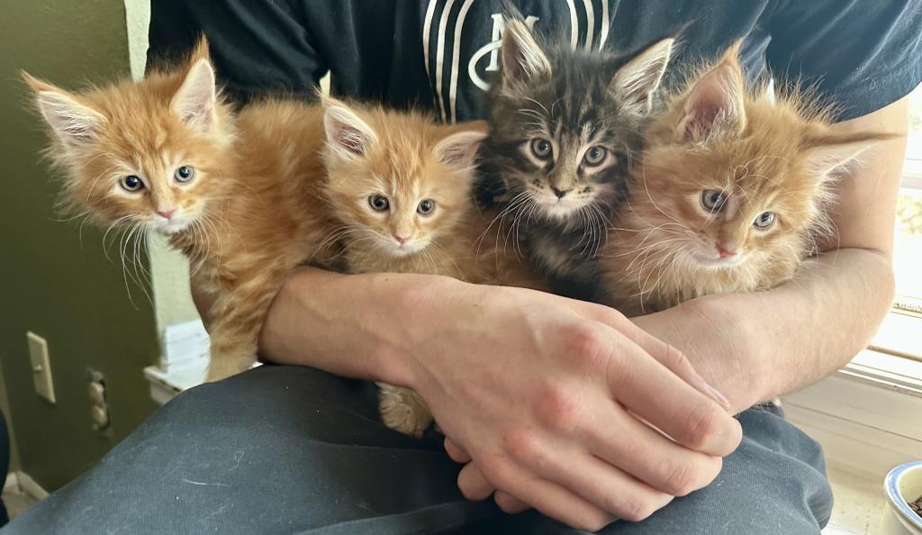 Polydactyl Maine Coon