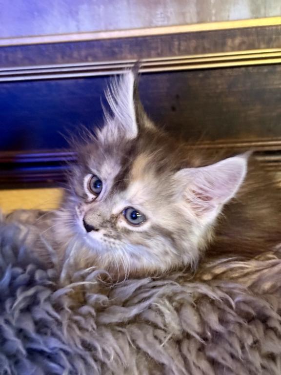Polydactyl Maine Coon photo 3
