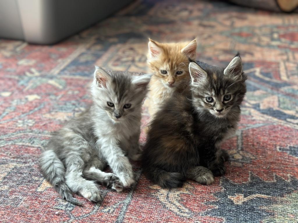 Polydactyl Maine Coon photo 8