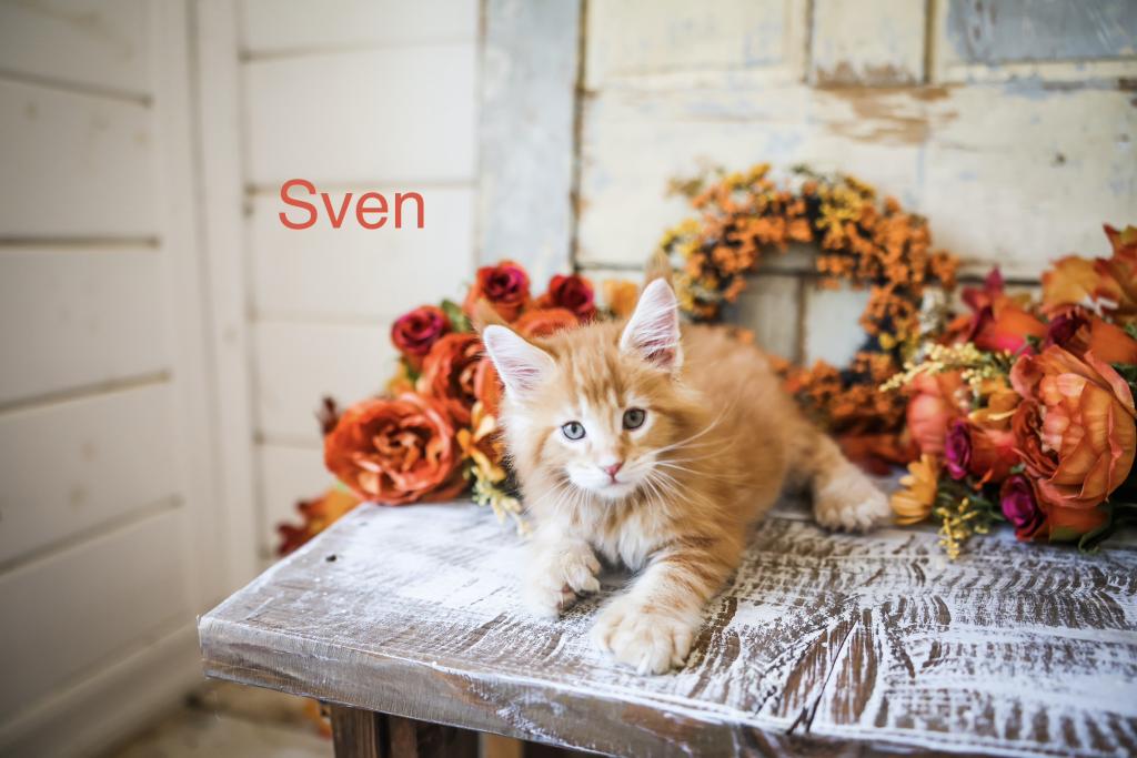 The Frozen Litter photo 5