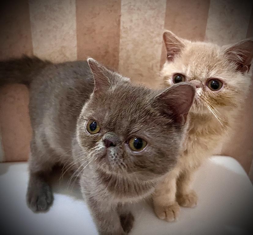 CFA Exotic Shorthair Lilac Male photo 5