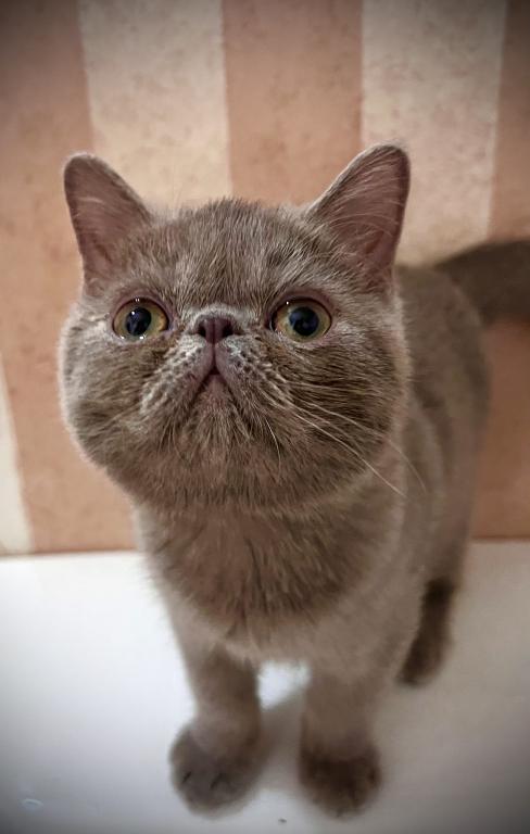 CFA Exotic Shorthair Lilac Male photo 1
