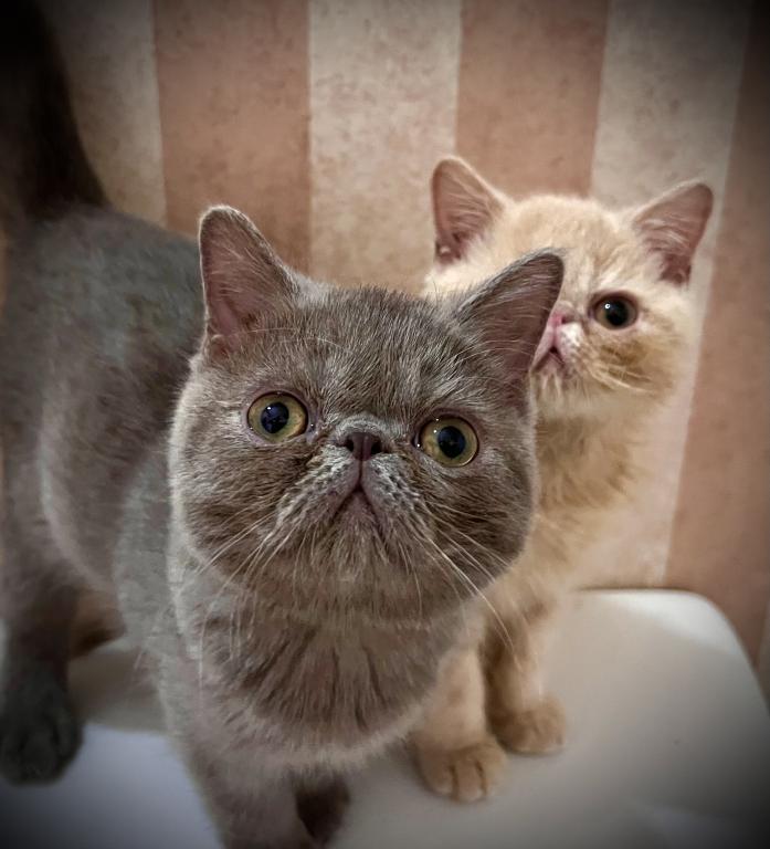 CFA Exotic Shorthair Lilac Male photo 6