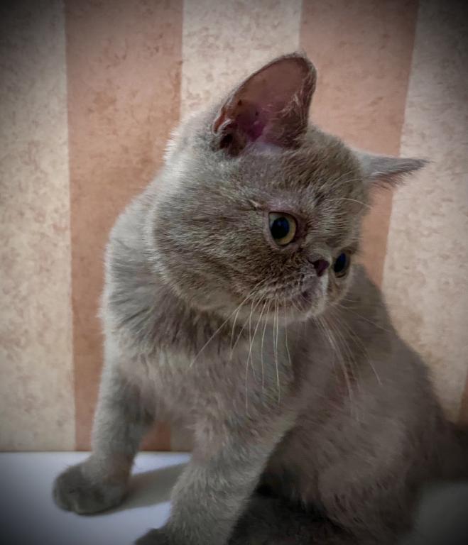 CFA Exotic Shorthair Lilac Male photo 8
