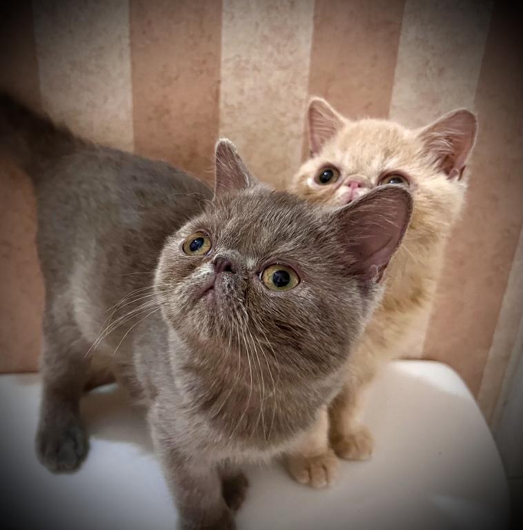 CFA Exotic Shorthair Lilac Male photo 2