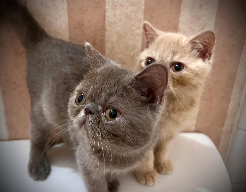CFA Exotic Shorthair Lilac Male photo 7