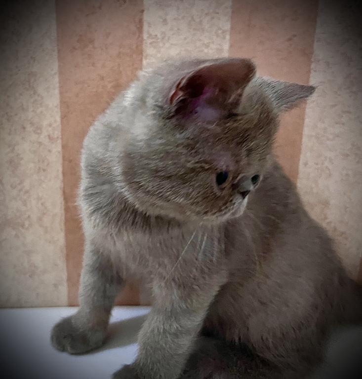 CFA Exotic Shorthair Lilac Male photo 3