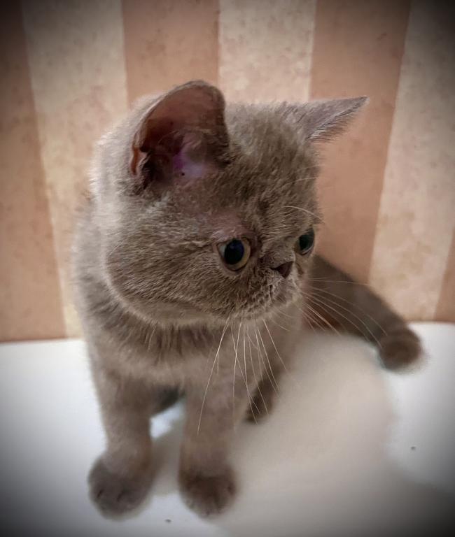 CFA Exotic Shorthair Lilac Male photo 4