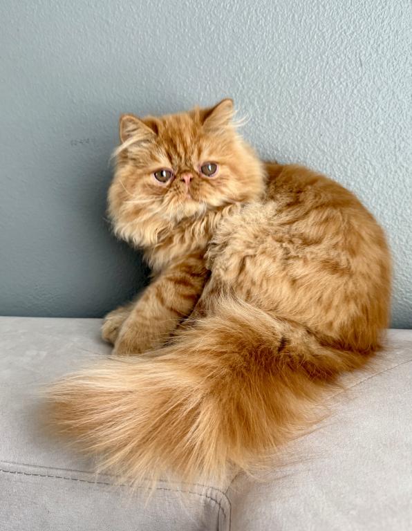 Chesnut photo 2