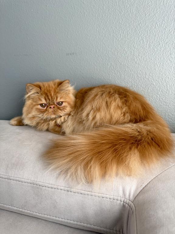 Chesnut photo 1