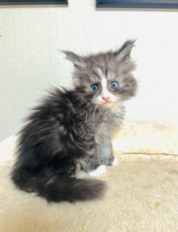 Blue Eyed Blue Blotched Tabby Maine Coon Boy photo 12