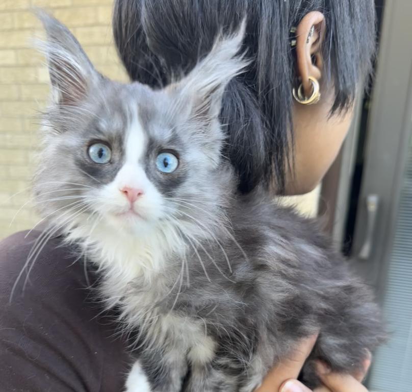 Blue Eyed Blue Blotched Tabby Maine Coon Boy photo 1