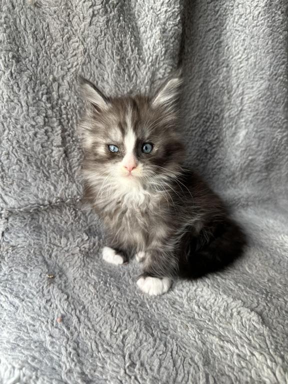 Blue Eyed Blue Blotched Tabby Maine Coon Boy photo 11