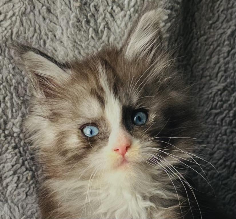 Blue Eyed Blue Blotched Tabby Maine Coon Boy photo 10