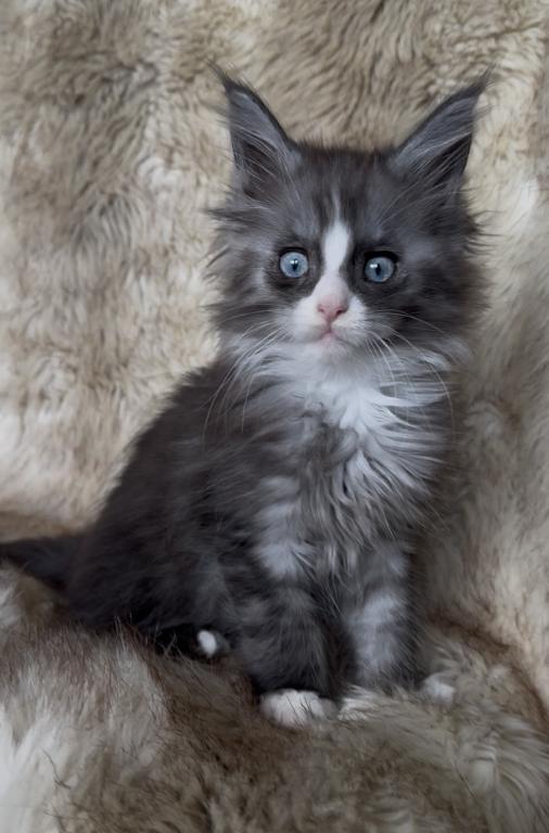 Blue Eyed Blue Blotched Tabby Maine Coon Boy photo 7