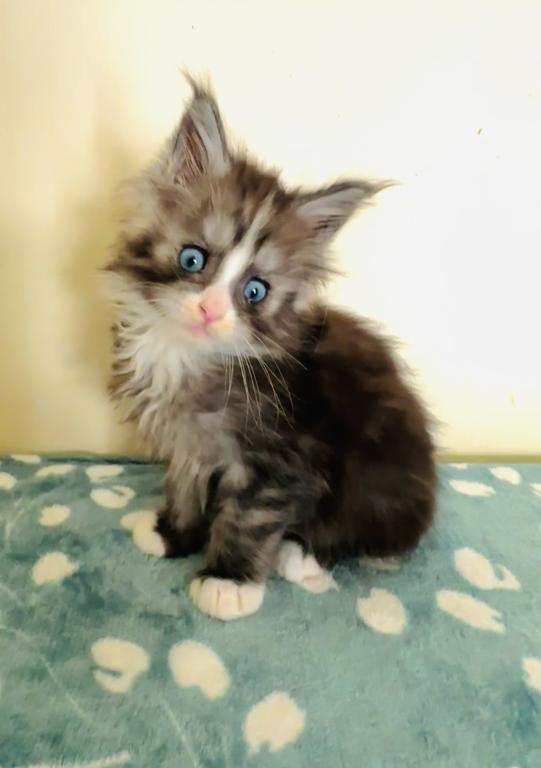 Blue Eyed Blue Blotched Tabby Maine Coon Boy photo 16