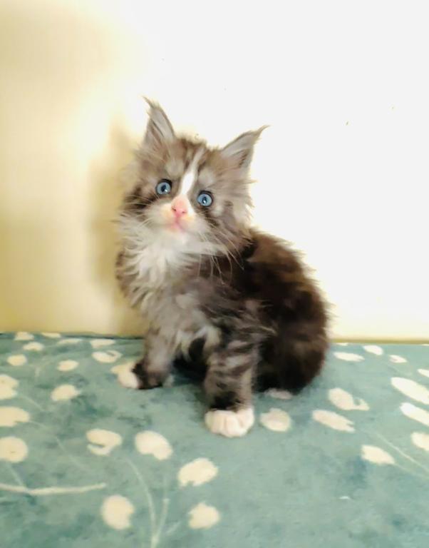 Blue Eyed Blue Blotched Tabby Maine Coon Boy photo 17