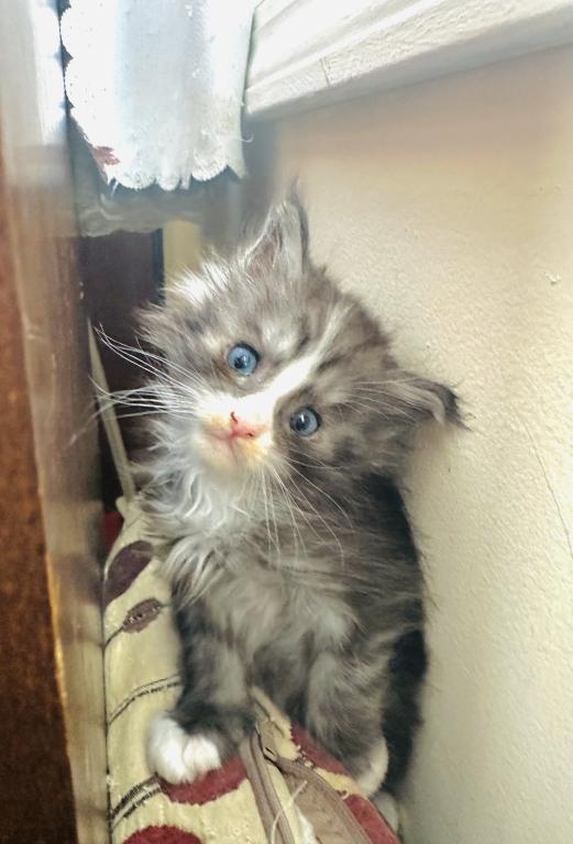 Blue Eyed Blue Blotched Tabby Maine Coon Boy photo 13