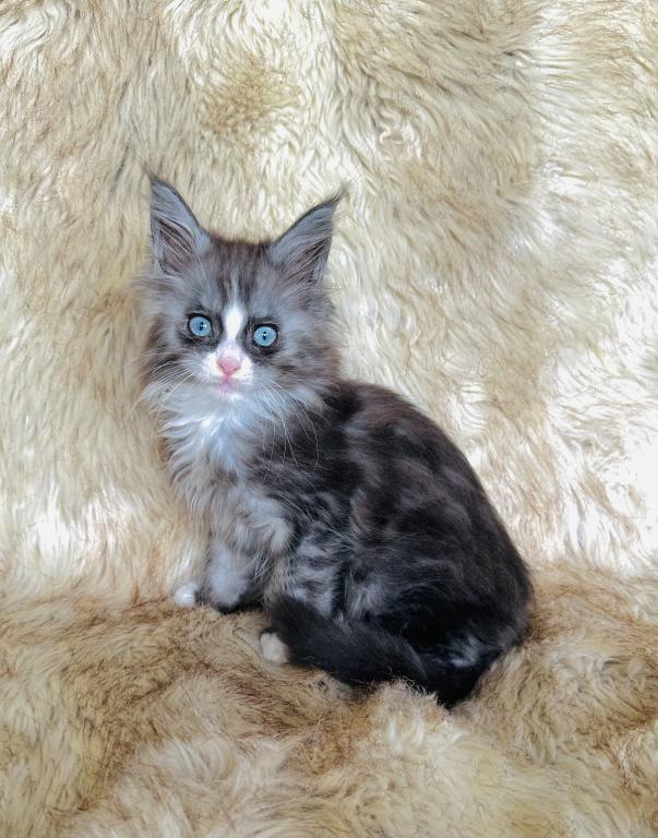 Blue Eyed Blue Blotched Tabby Maine Coon Boy photo 5