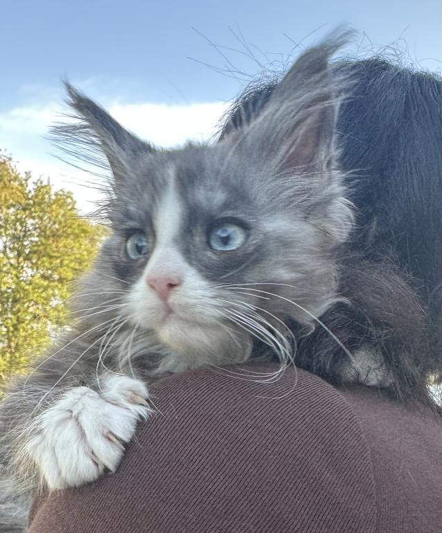 Blue Eyed Blue Blotched Tabby Maine Coon Boy photo 2