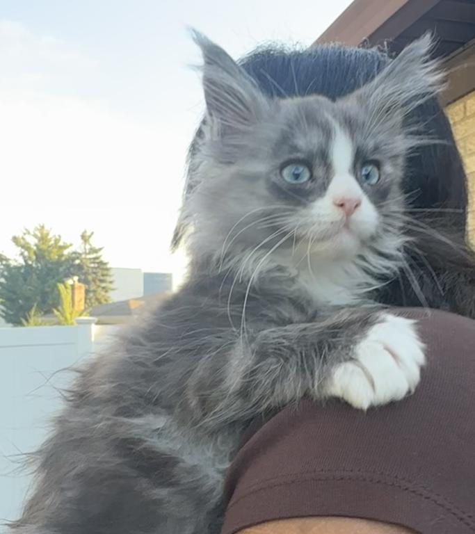 Blue Eyed Blue Blotched Tabby Maine Coon Boy photo 4