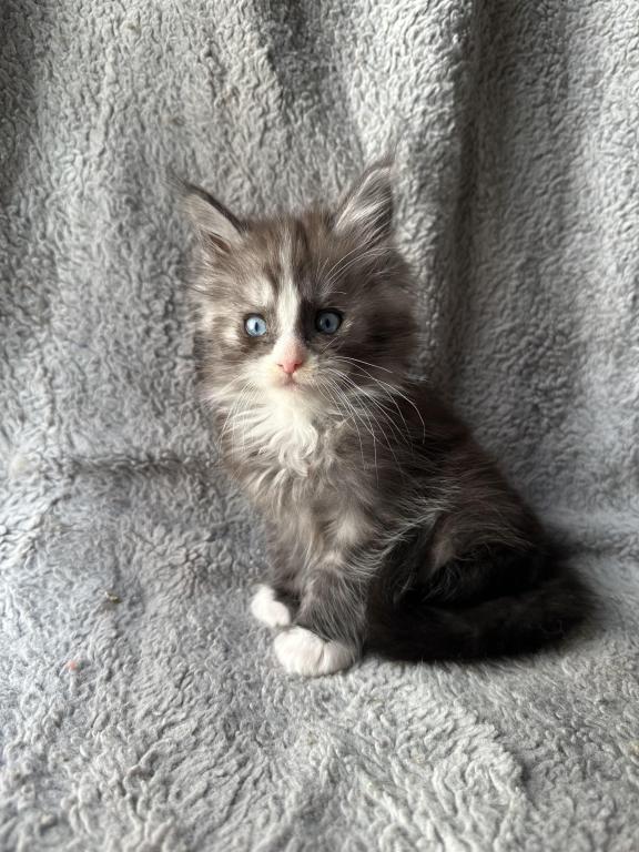 Blue Eyed Blue Blotched Tabby Maine Coon Boy photo 9