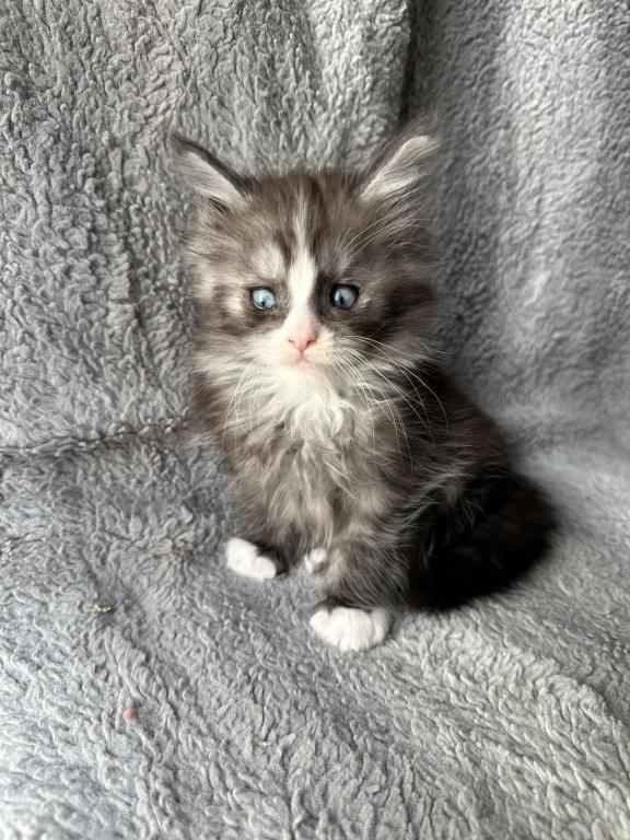 Blue Eyed Blue Blotched Tabby Maine Coon Boy photo 8