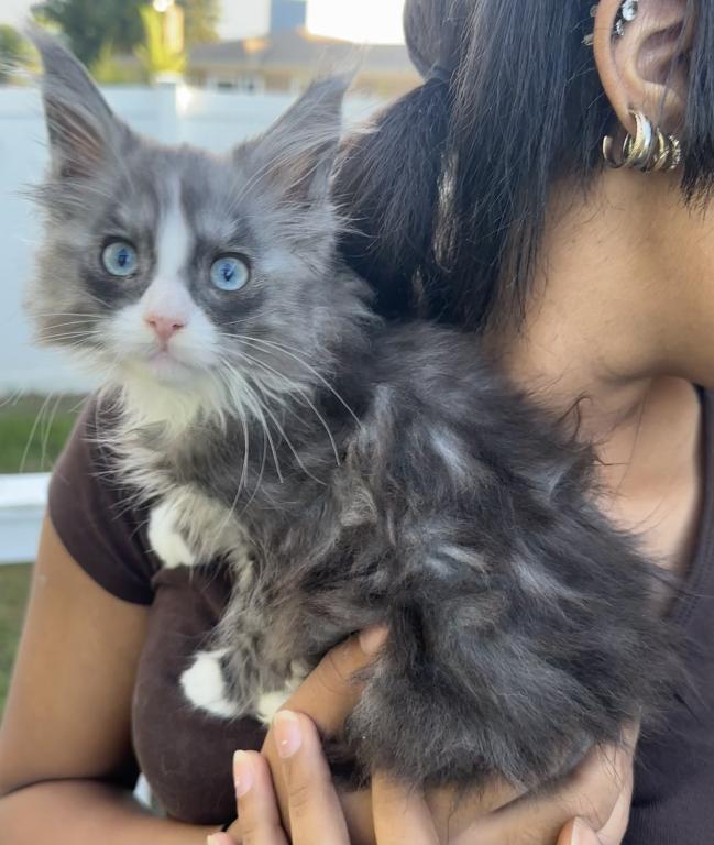 Blue Eyed Blue Blotched Tabby Maine Coon Boy photo 3