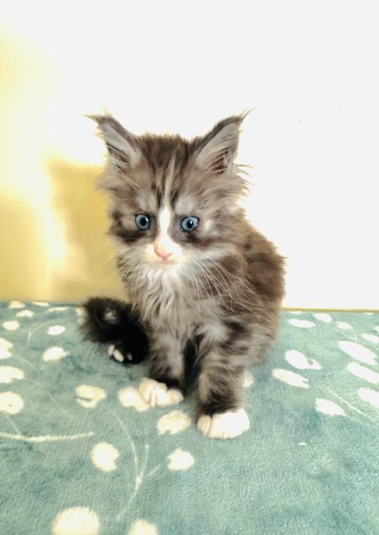 Blue Eyed Blue Blotched Tabby Maine Coon Boy photo 15