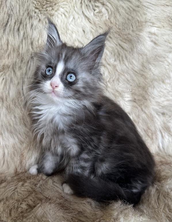 Blue Eyed Blue Blotched Tabby Maine Coon Boy photo 6