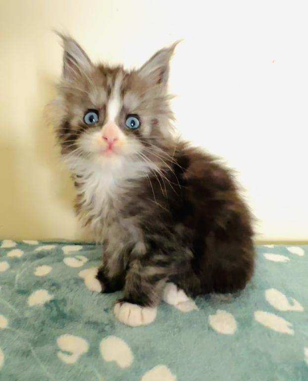 Blue Eyed Blue Blotched Tabby Maine Coon Boy photo 14