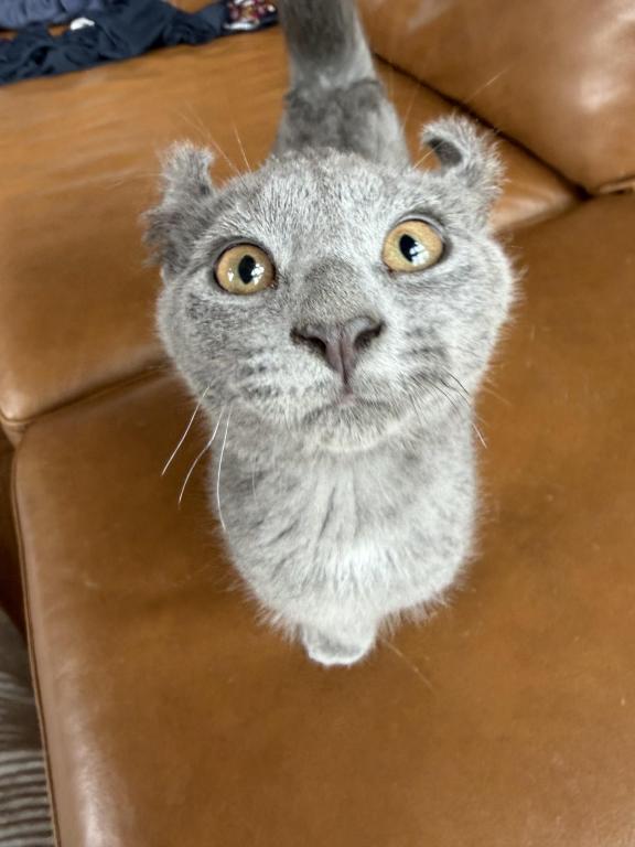 Solid Classic Blue Boy photo 7
