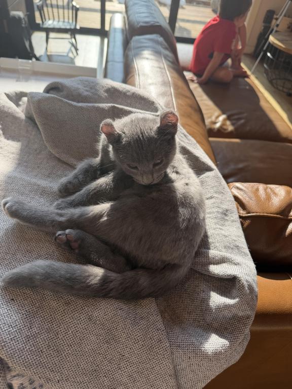 Solid Classic Blue Boy photo 5
