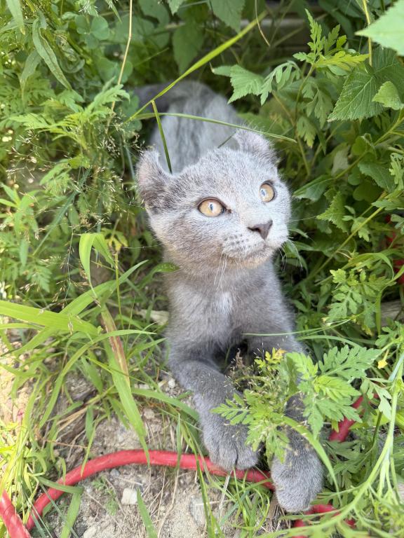 Solid Classic Blue Boy photo 2