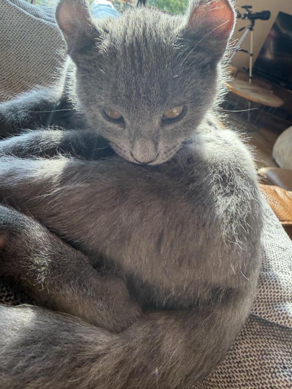 Solid Classic Blue Boy photo 3