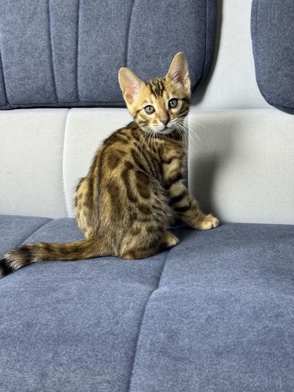 New Year Kitty photo 7