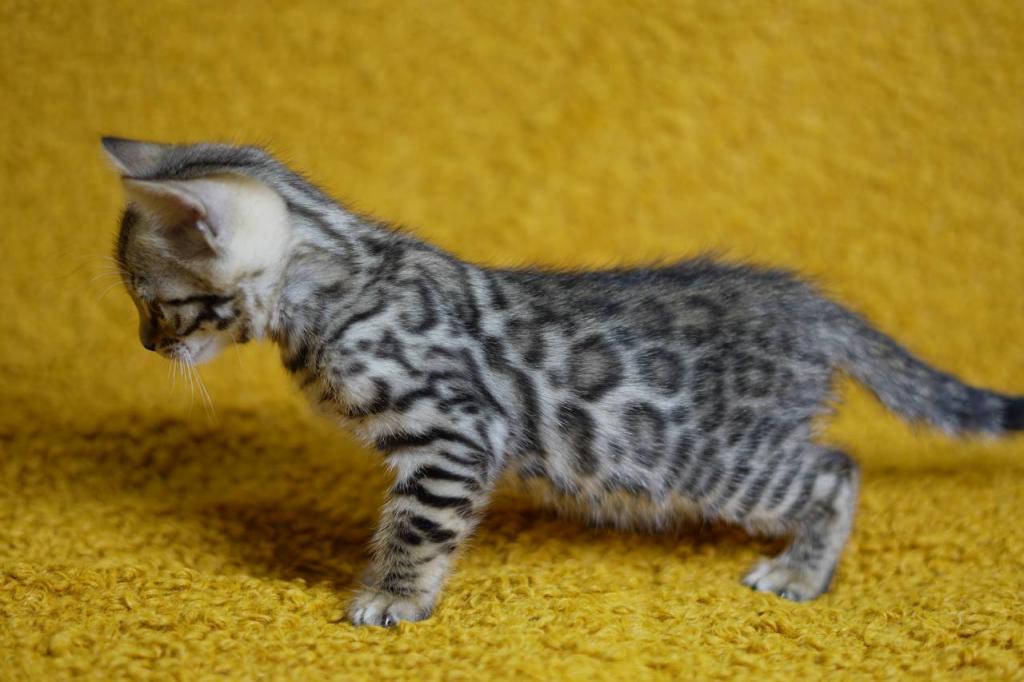 New Year Kitty photo 6