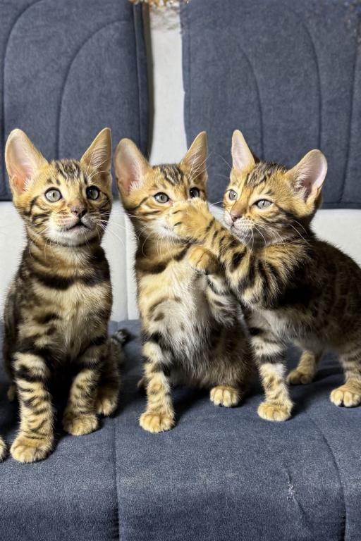 New Year Kitty photo 8