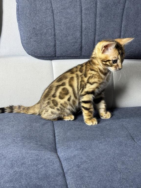 New Year Kitty