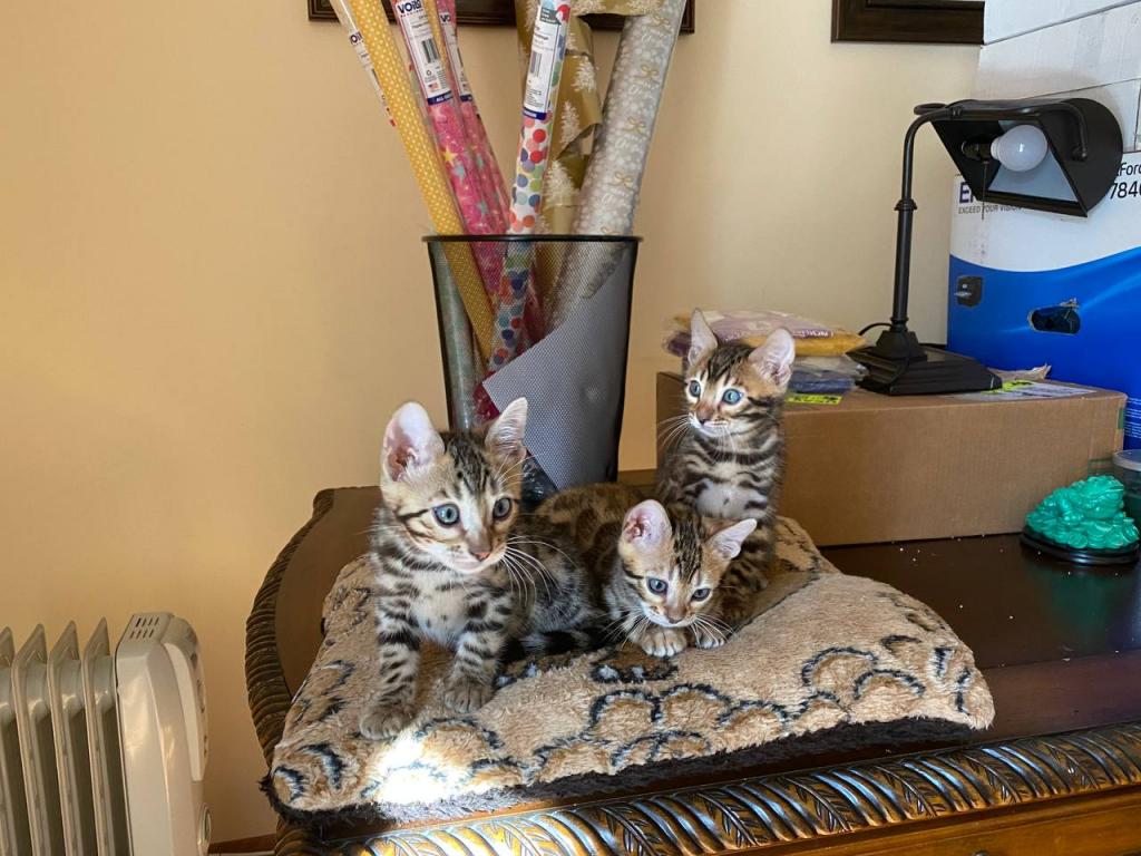 New Year Kitty photo 2