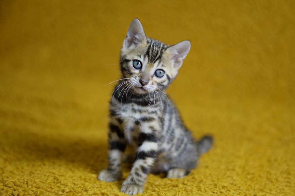 New Year Kitty photo 5