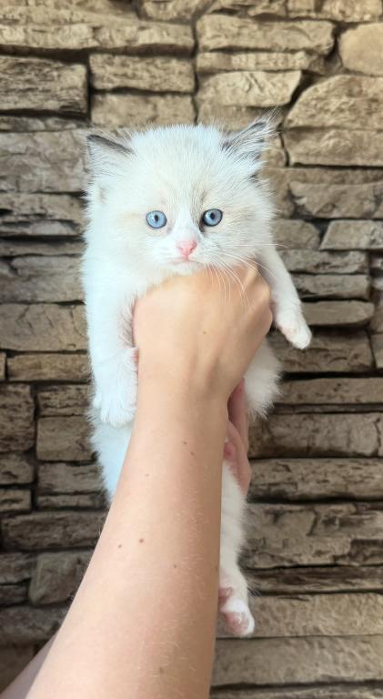 Ragdoll Kitten photo 1
