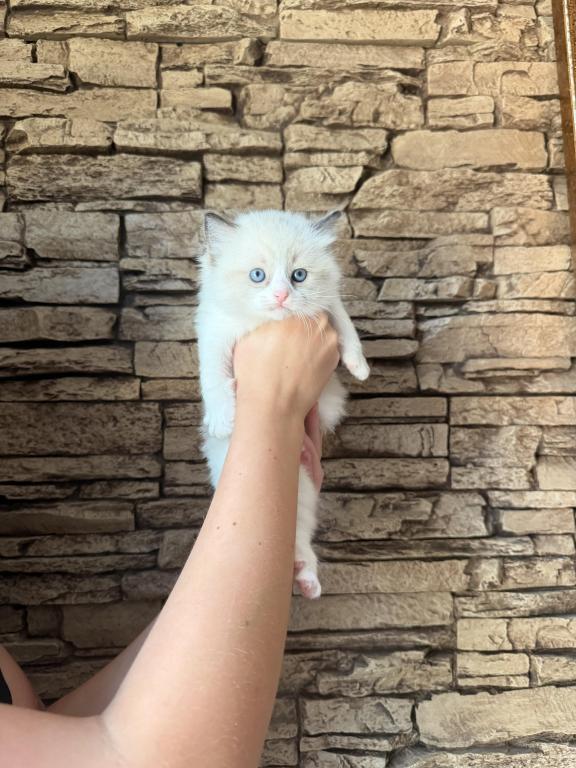 Ragdoll Kitten photo 4