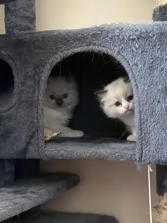 Ragdoll Kitten photo 5
