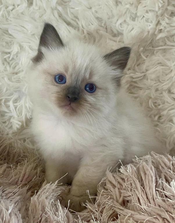 Cutie Pie photo 1