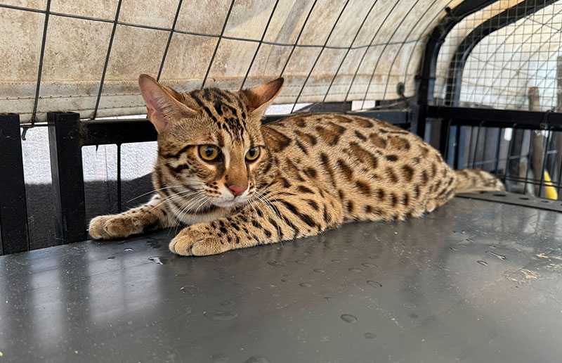 F1 Asian Bengal photo 1