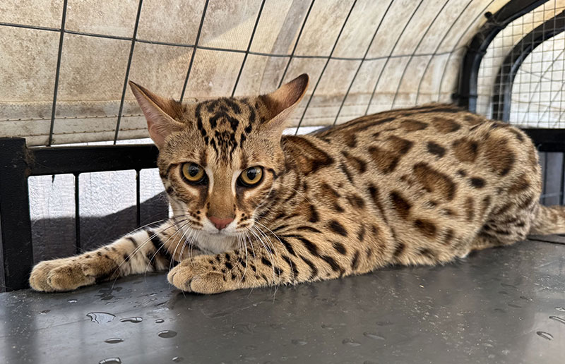 F1 Asian Bengal photo 3