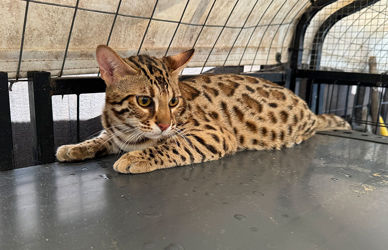 F1 Asian Bengal photo 2