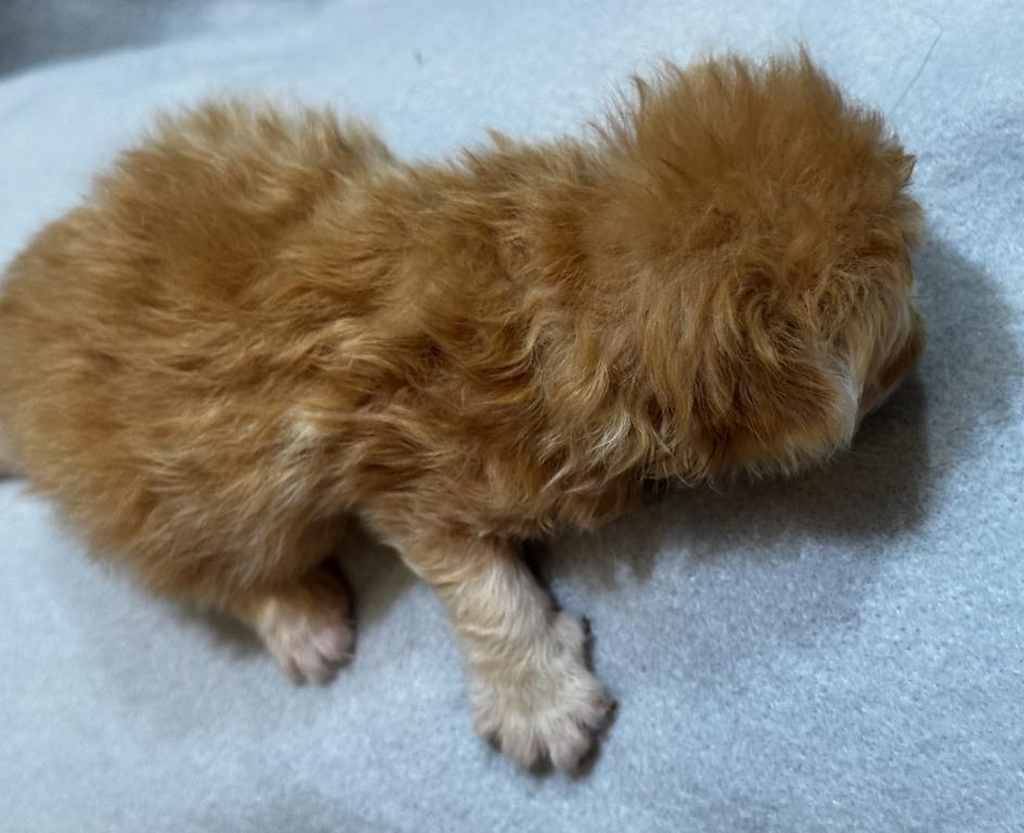 PO26 RED CREAM MALE Persian Available photo 3